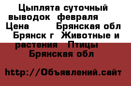 Цыплята суточный,выводок 6февраля!!!! › Цена ­ 50 - Брянская обл., Брянск г. Животные и растения » Птицы   . Брянская обл.